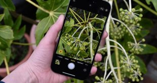 Smartphone kamera terbaik 2024 untuk fotografi makro dan close-up